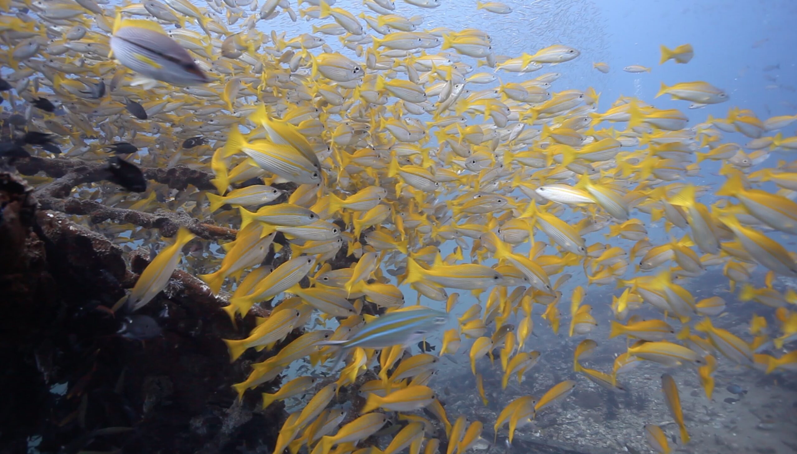 Underwater Views!